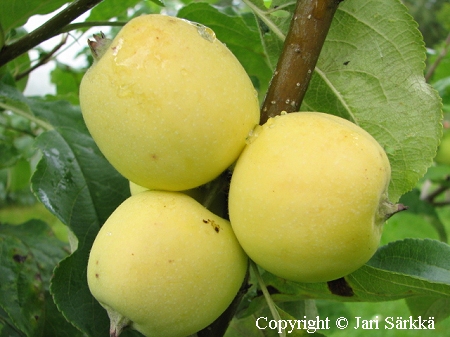 Malus domestica 'Kultainen Kitaika', tarhaomenapuu